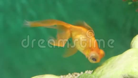 橙色水族馆鱼望远镜在水下的石头中吃饲料视频的预览图