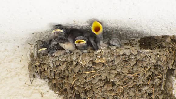 巢中的燕子婴儿视频的预览图
