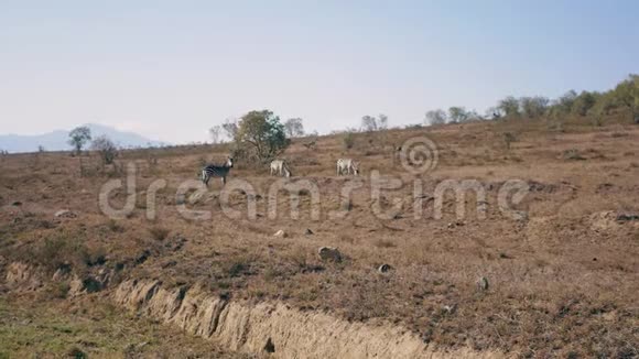 野生非洲斑马在保护区干旱季节草甸放牧视频的预览图