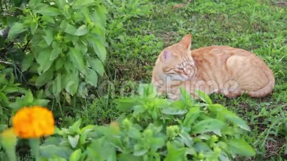 红猫躺在绿草上视频的预览图