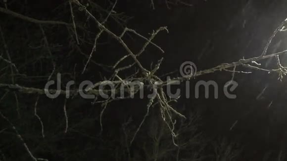雪上的树枝在夜里落下视频的预览图
