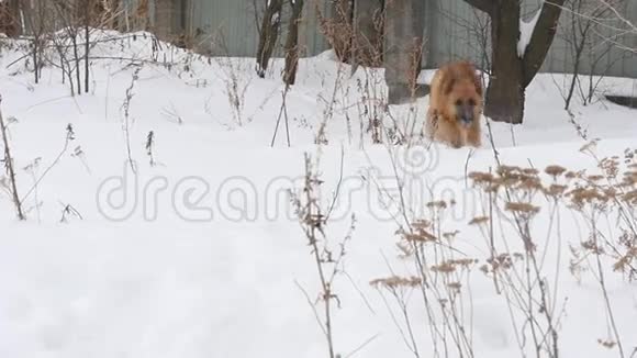 牧羊犬喜欢冬天在雪地里玩耍视频的预览图