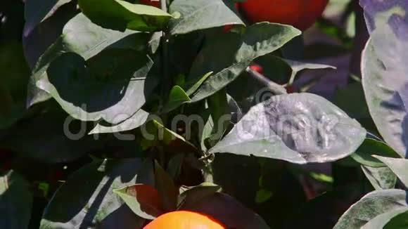 绿树叶中的两个大山瓜视频的预览图