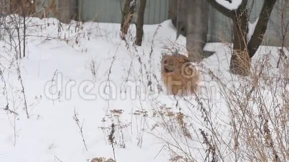 牧羊犬喜欢冬天在雪地里玩耍视频的预览图