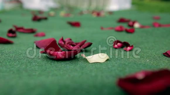 新娘小径上的玫瑰花瓣视频的预览图
