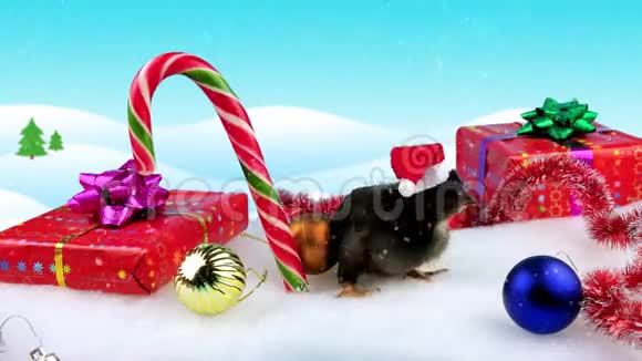 圣诞装饰中有趣的小黑公鸡视频的预览图