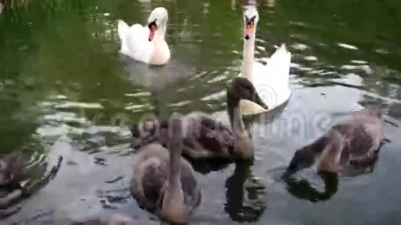 带着小鸡在湖里游泳的天鹅潜水觅食白灰鸟一个哑巴天鹅妈妈天鹅可爱视频的预览图