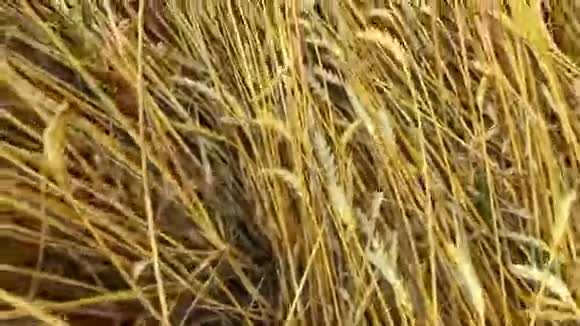 小女孩坐在麦田里的一拖把稻草上小麦变黄了很快它就会开始收割了视频的预览图