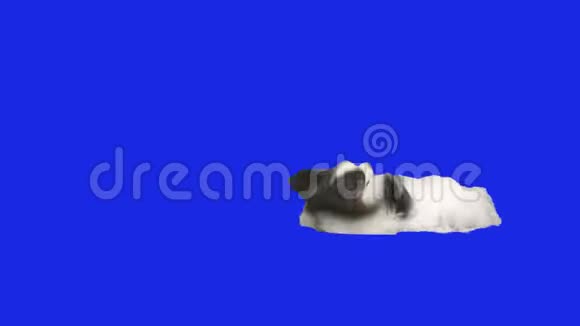 帕皮龙狗在蓝色的hromakey股票录像上跌倒视频的预览图