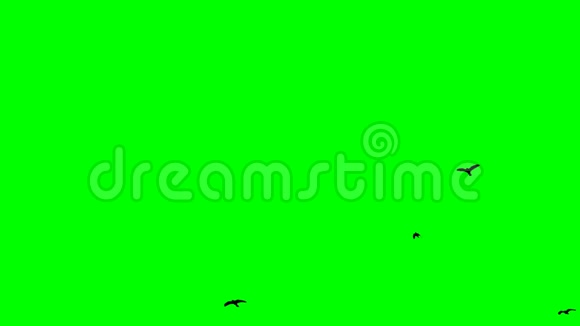 黑色乌鸦飞过头顶Chroma关键镜头绿色屏幕背景视频的预览图