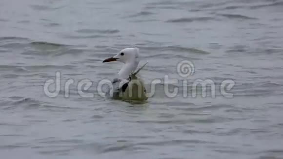 海鸥在波浪上飞翔视频的预览图