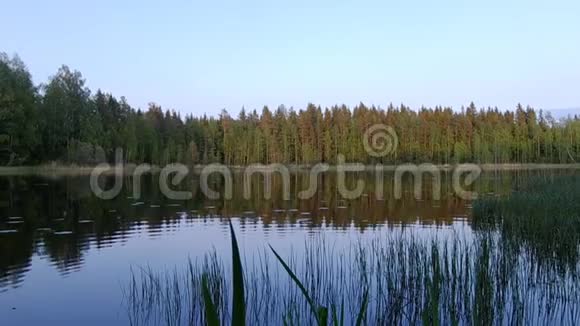 美丽的芬兰湖绿林背景视频的预览图