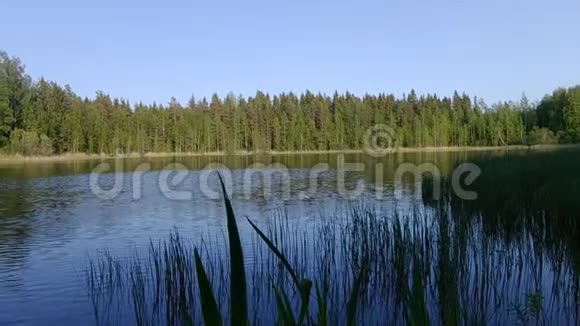 美丽的芬兰湖绿林背景视频的预览图