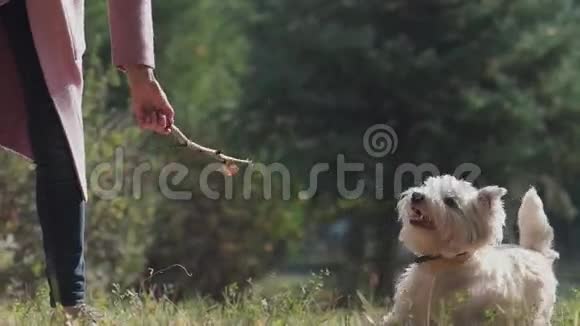 女性手向狗扔棍子小狗追着它跑视频的预览图
