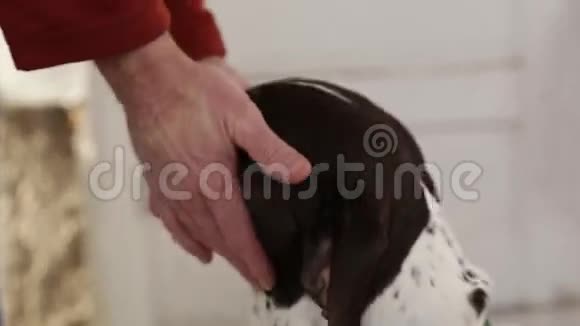 狗宠物德国短毛指针视频的预览图