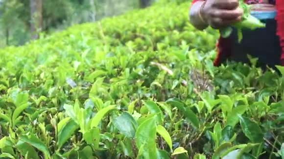 斯里兰卡当地妇女采茶慢动作特写视频的预览图