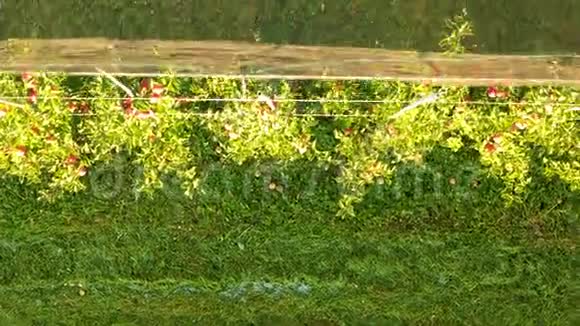 苹果种植园有防雹网的果园视频的预览图