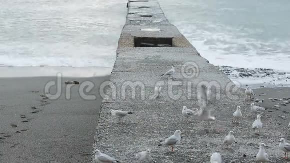 暴风雨时码头上的海鸥海浪视频的预览图