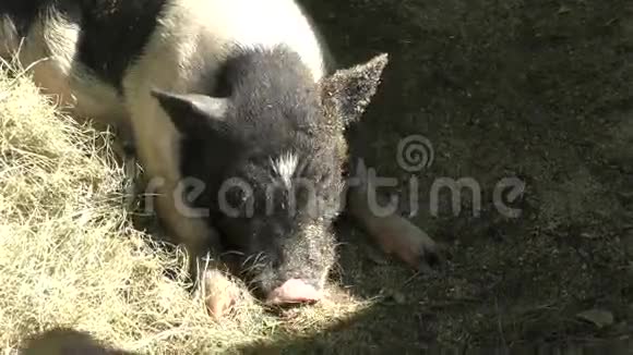 农场里的猪视频的预览图