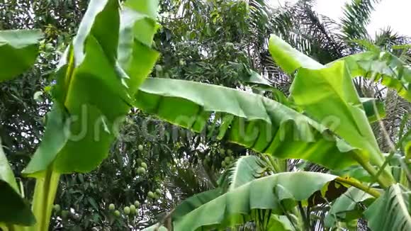 芒果树前面的香蕉树叶子视频的预览图