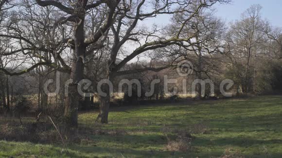 伦敦附近的英国乡村早春山榉木复制空间背景草地上的老树小心射击视频的预览图