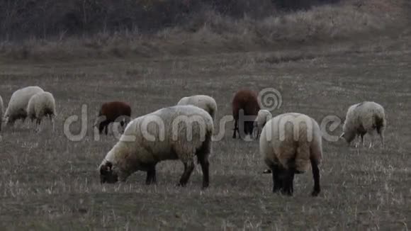 棕色绵羊放牧视频的预览图