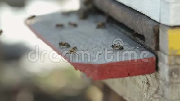 蜜蜂从房子里爬出来视频的预览图