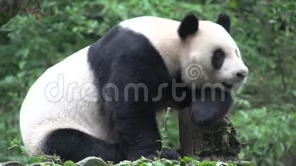 中国成都大熊猫在树干上休息视频的预览图