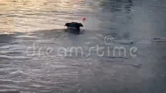 狗游来获得球和回报视频的预览图