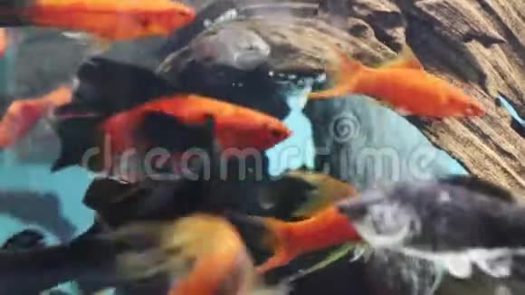 透明的鱼在透明的水中的小鱼视频的预览图