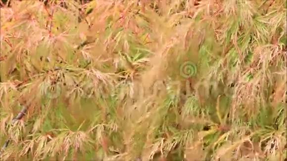 日本大树蕨属视频的预览图