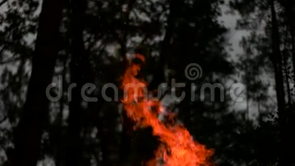 树木背景上的火焰视频的预览图
