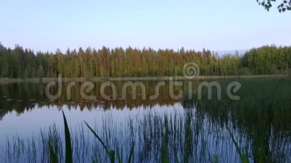 绿色森林背景的美丽芬兰湖视频的预览图