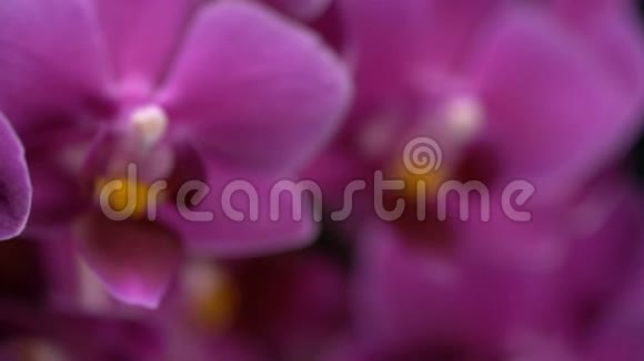 紫色迷你兰花变成黑色背景视频的预览图