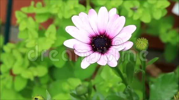 园花粉紫草视频的预览图