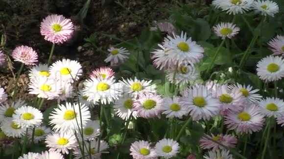 保加利亚布尔加斯海花园的雏菊视频的预览图
