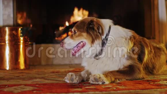 躺在壁炉旁的大狗红白相间视频的预览图