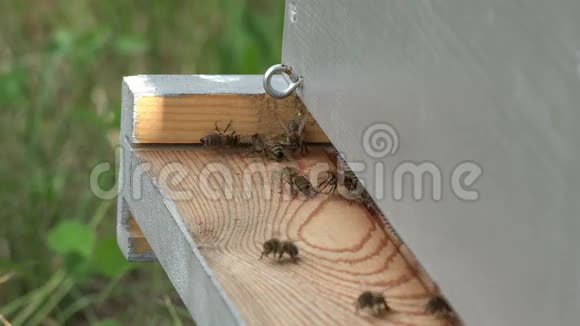 蜂巢的入口视频的预览图