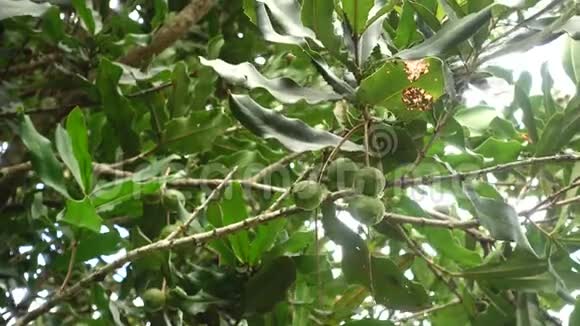 挂在树上的澳洲坚果视频的预览图