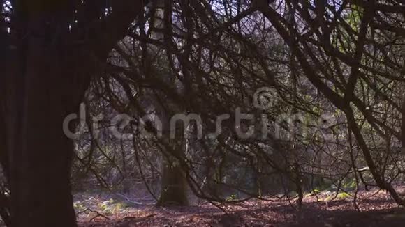 伦敦附近的英国乡村早春山榉木复制空间背景神奇的老树在仙女的草地上视频的预览图