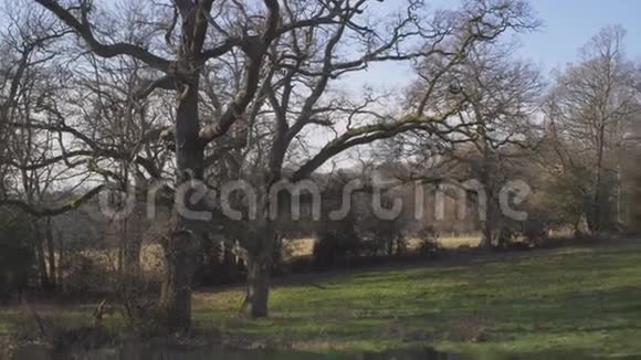 伦敦附近的英国乡村早春山榉木复制空间背景草地上的老树一般看法视频的预览图