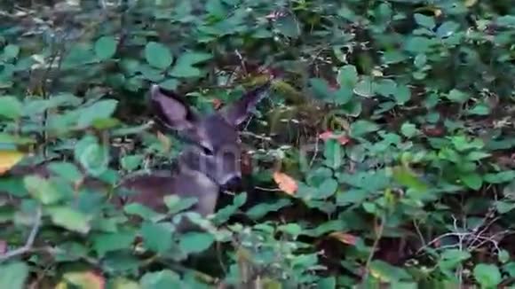 小鹿在森林里视频的预览图