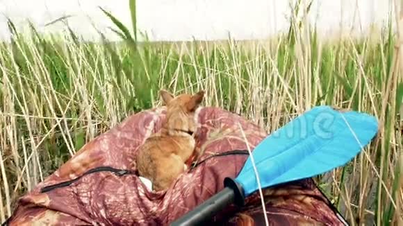 在河上的芦苇里坐船的狗快乐的奇瓦瓦躺在皮艇上在阳光下的芦苇中渔猎夏日视频的预览图
