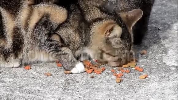 禁忌猫吃干粮视频的预览图