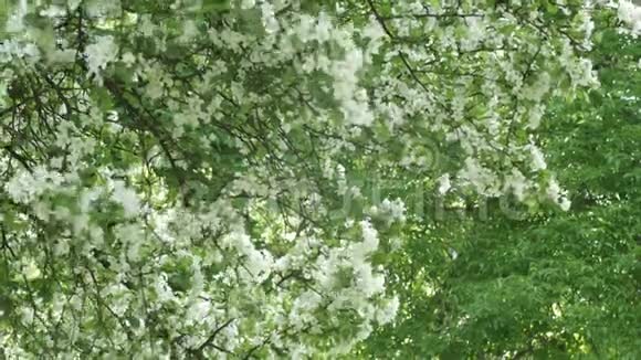 枝上白花花树全景春天或夏天的象征以及生命欢乐和纯洁的觉醒视频的预览图