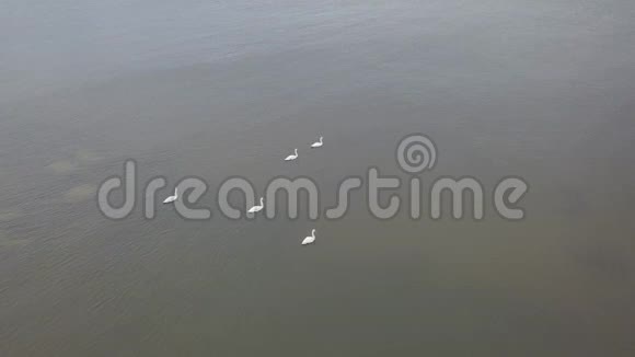 天鹅罗哈拉托维亚波罗的海海边无人驾驶飞机顶部4kuhd视频视频的预览图