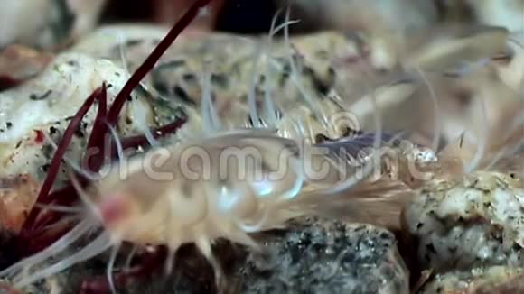 独特的裸鳃在清澈的海底白海视频的预览图