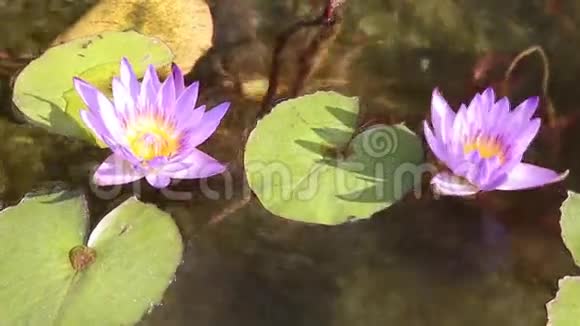 池塘里的花紫莲视频的预览图