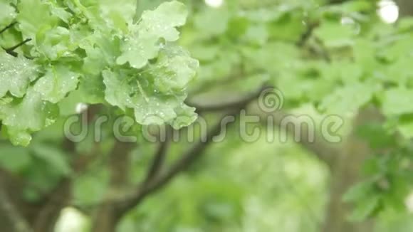 橡树在雨中离开雨点滴在树叶上橡树枝在风中摇摆视频的预览图