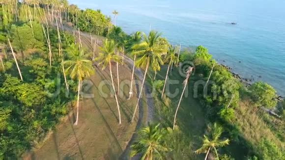普吉岛椰子棕榈树种植园日落热带高清空中鸟瞰场景泰国视频的预览图